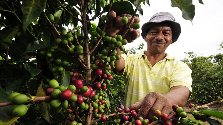 Brazil Coffee Farmer